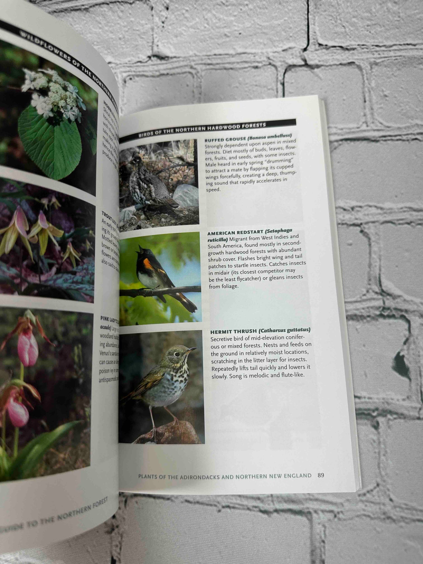 Nature Guide to the Northern Forest: Exploring The Ecology Of The Forests Of New York, New Hampshire, Vermont, And Maine