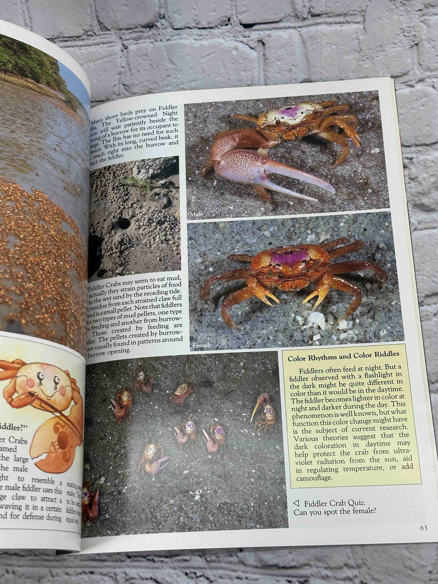 Florida's Fabulous Seashells: And Other Seashore Life