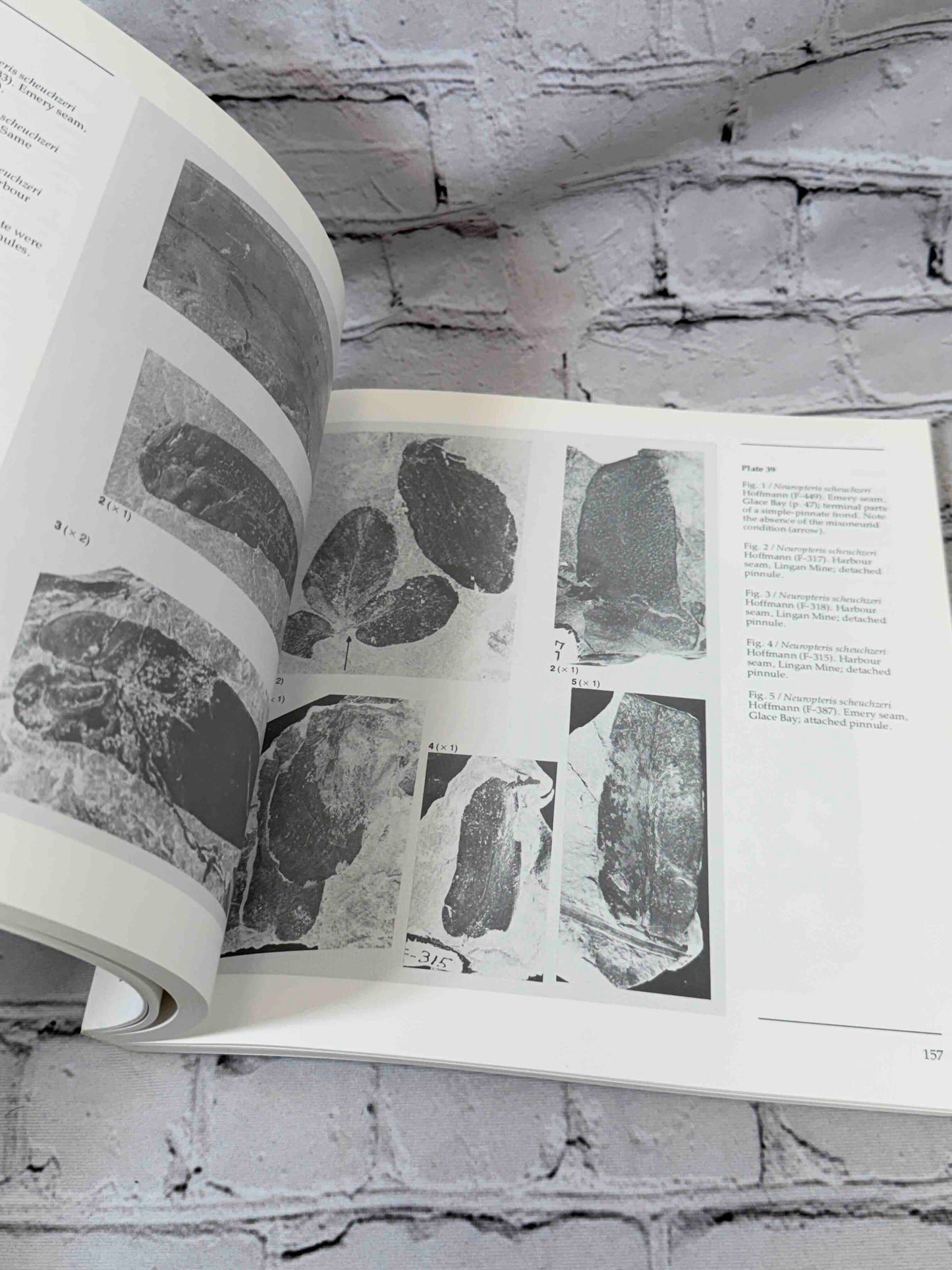 Upper Carboniferous fossil flora of Nova Scotia
