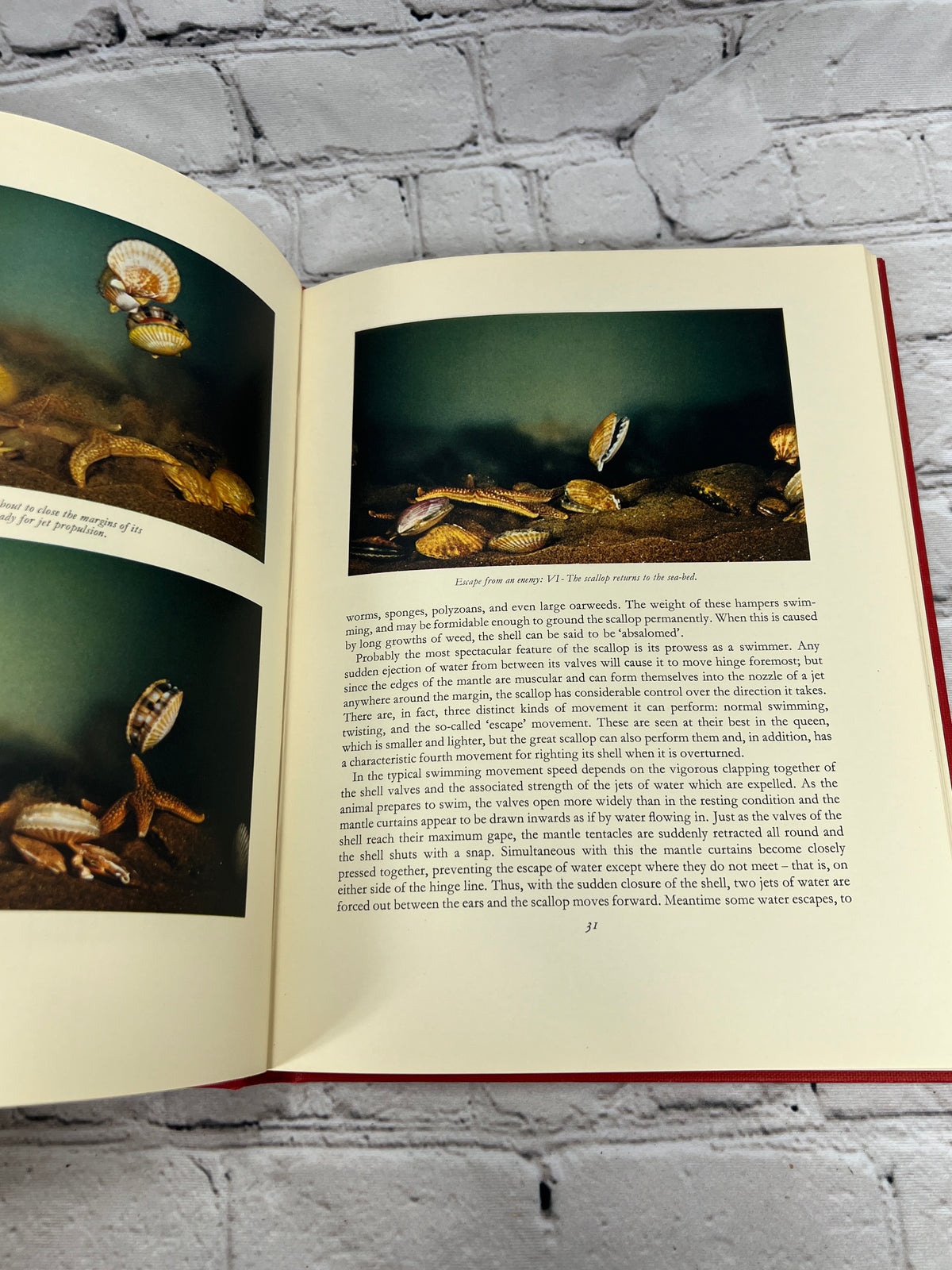 The Scallop edited by Ian Cox, 1957 Shell Transport and Trading Company hardcover - color photographs of living scallops