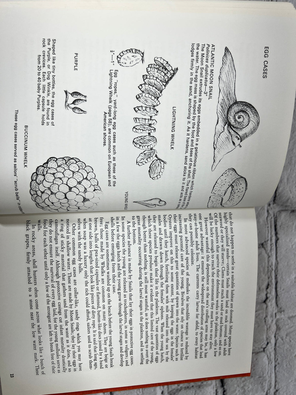 Shell Life and Shell Collecting