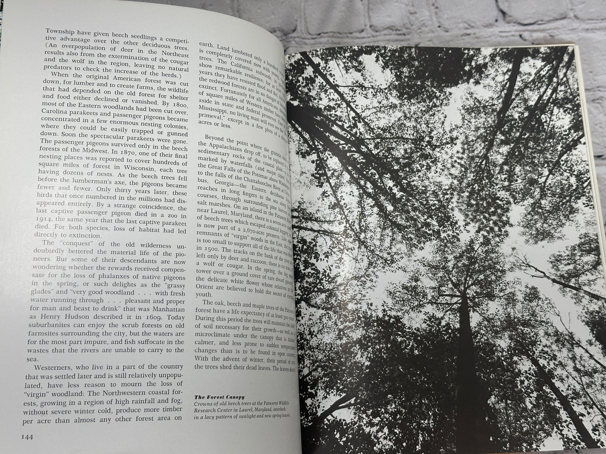 Our Vanishing Wilderness by Mary Louise Grossman and John N. Hamlet, 1969 Grosset & Dunlap hardcover - page 144 with forest photograph