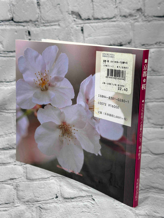 Cherry Blossoms in the Ancient City