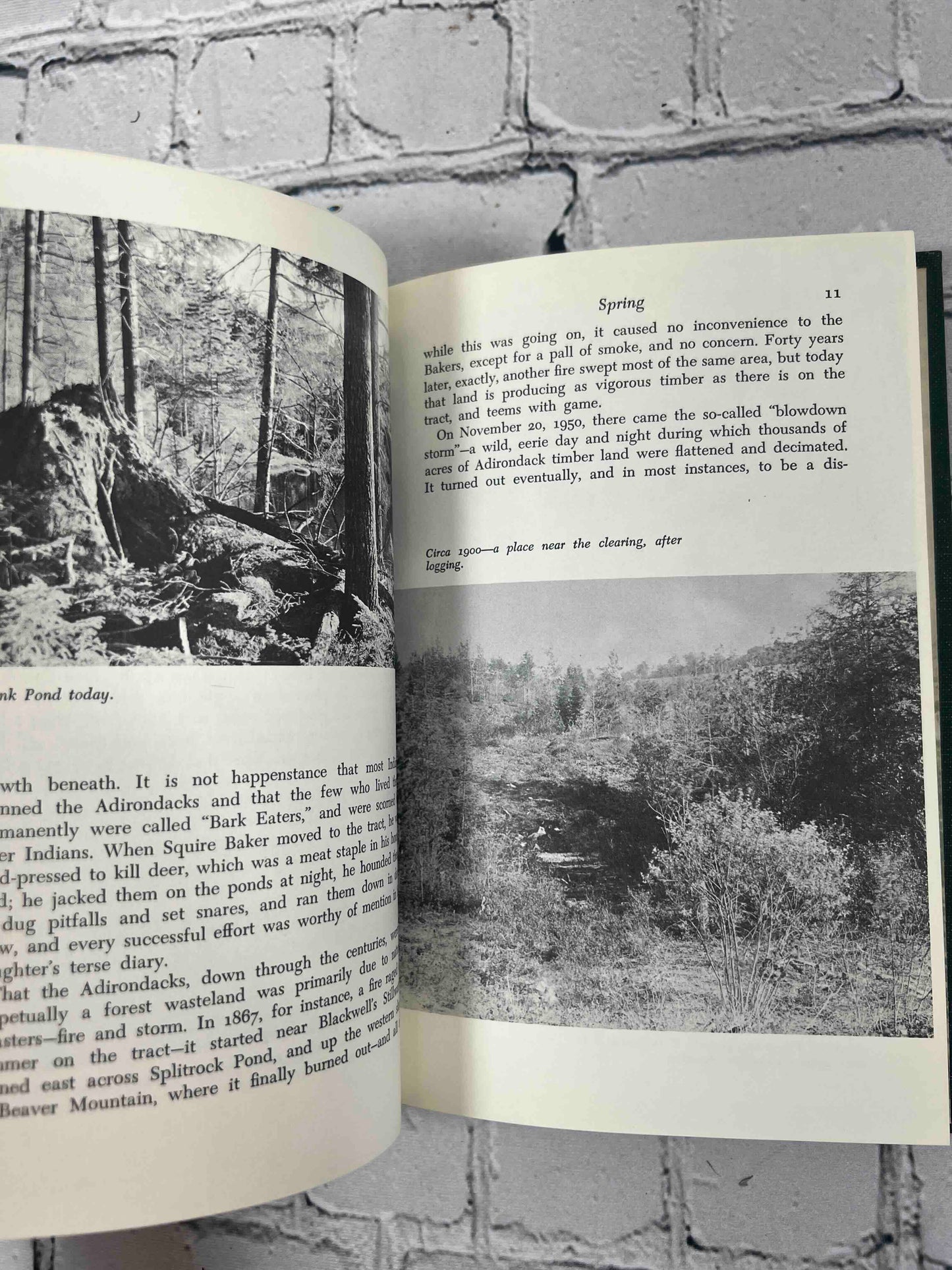 A Clearing in the Wilderness