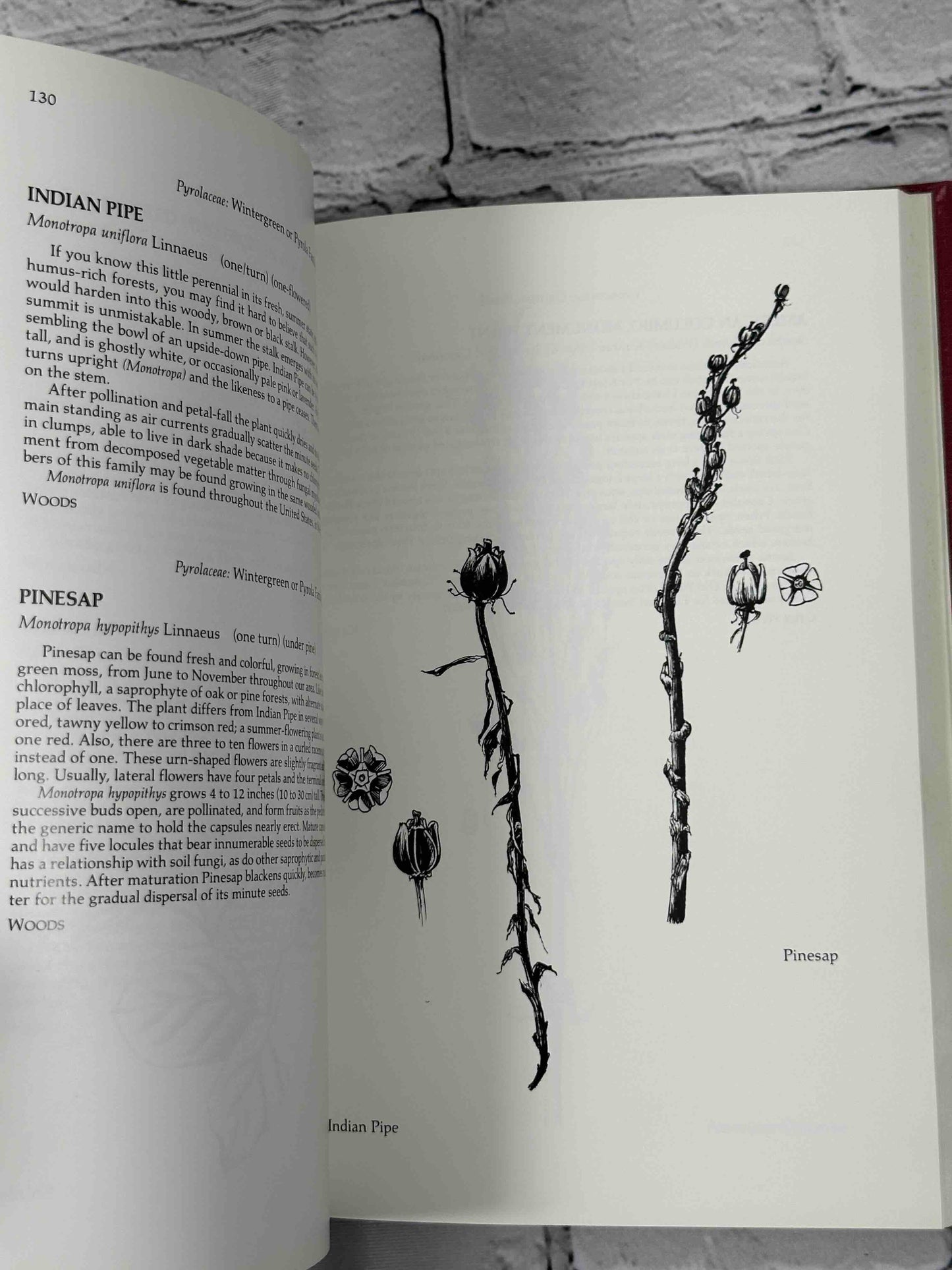 Season of Promise: Wild Plants In Winter, Northeastern United States