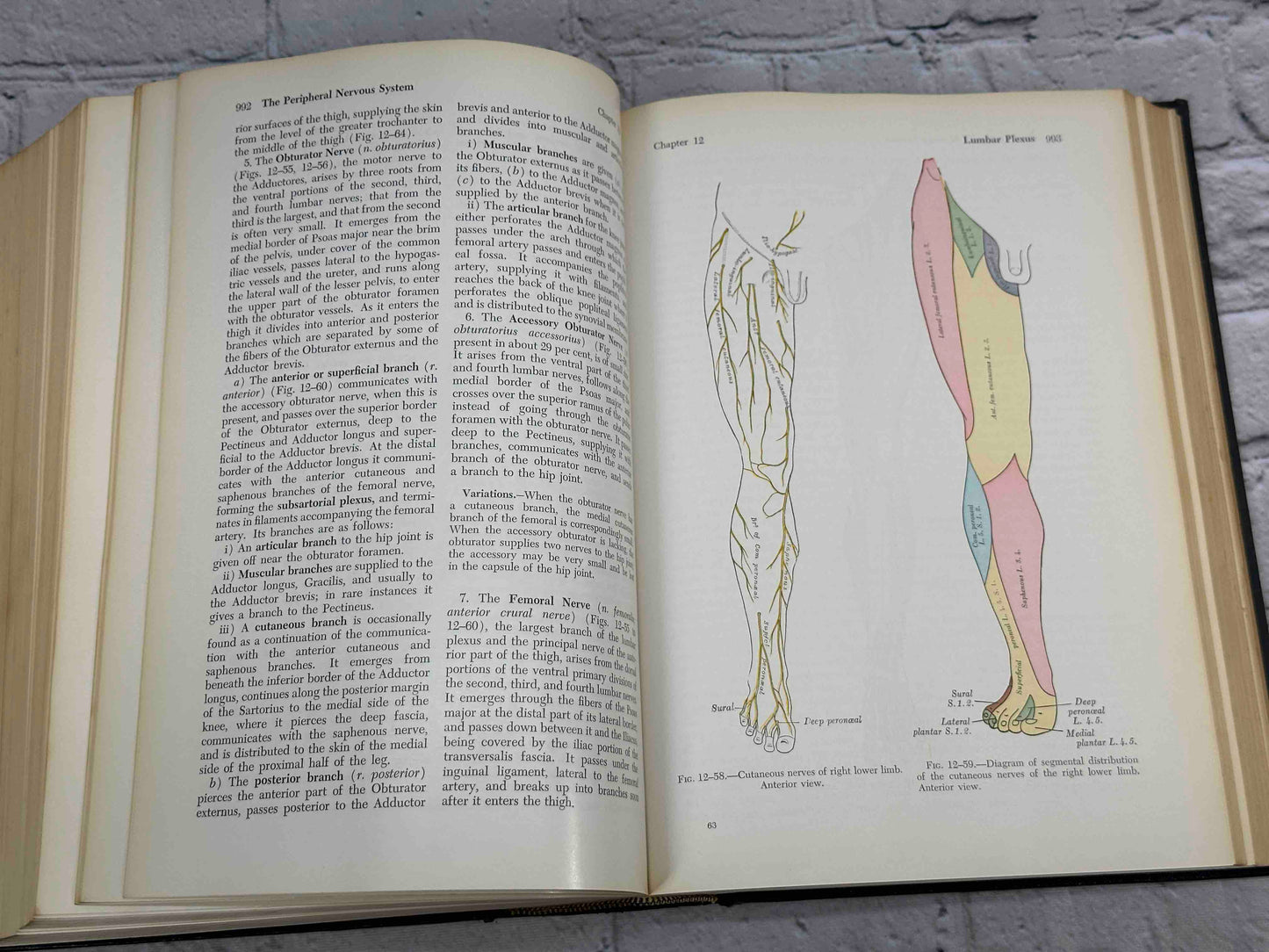 Gray's Anatomy (28th Edition)