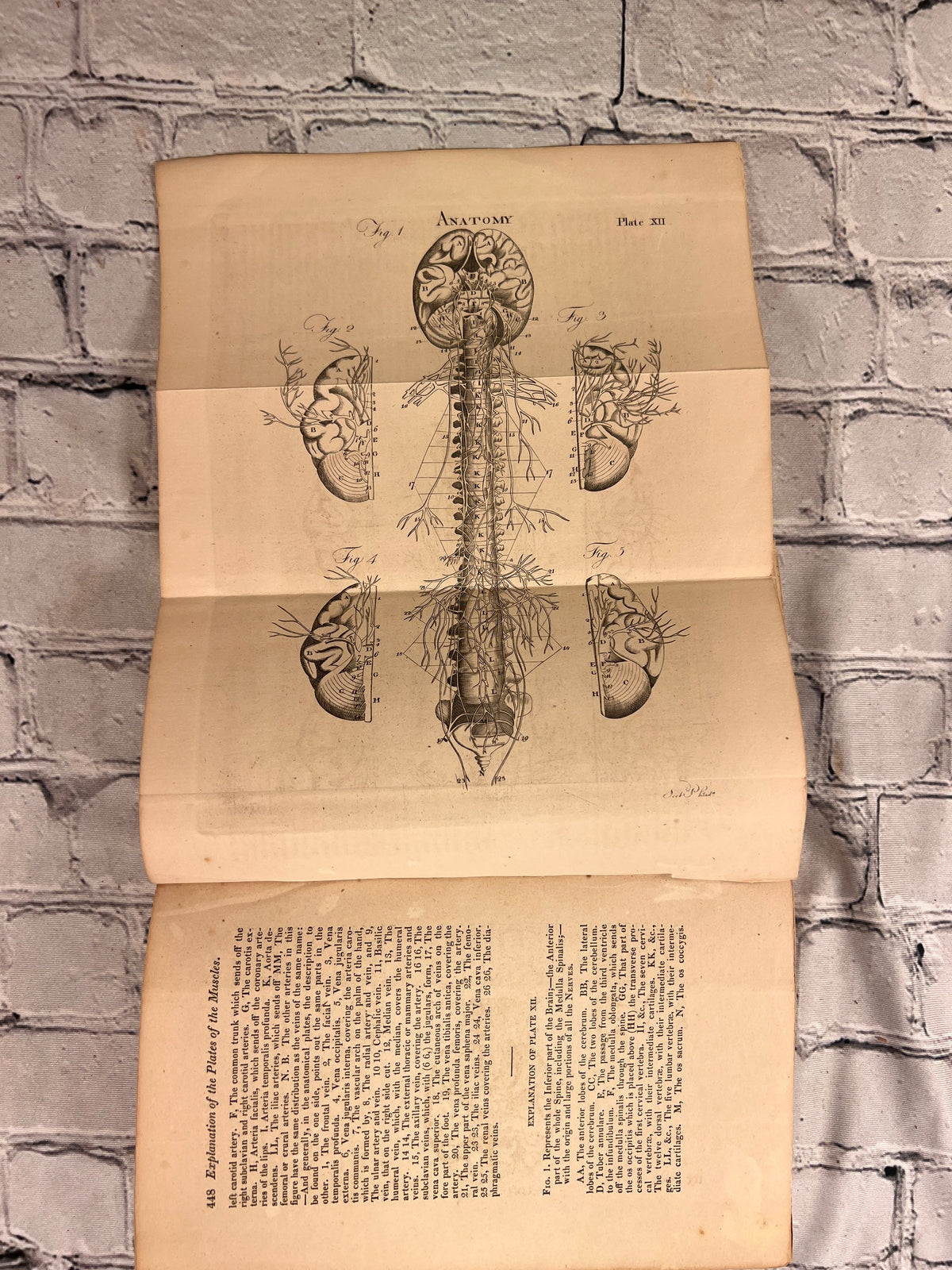 A System of Anatomy for the Use of Students of Medicine
