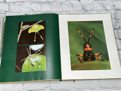 Okavango Sea of Land Land of Water By Johnson & Bannister [1st Ed · 1977]