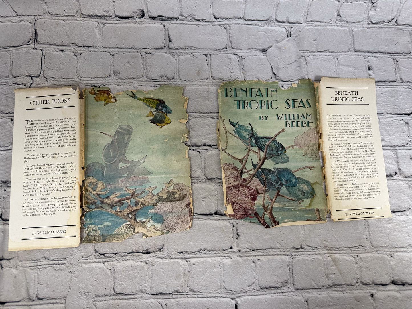 Beneath Tropic Seas by William Beebe [1928 · First Edition]