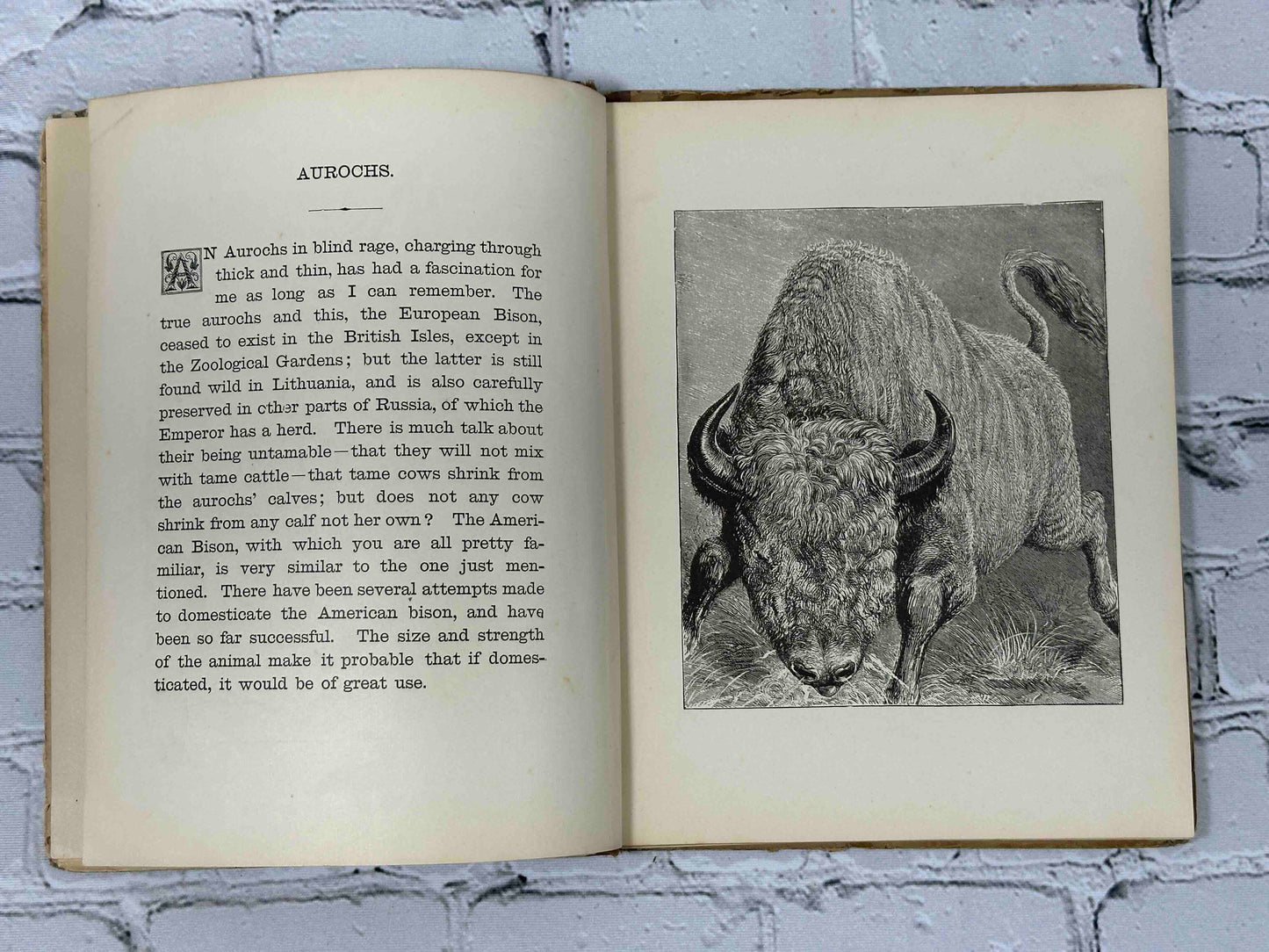 Baby Dear: A Picture book for Toddlers