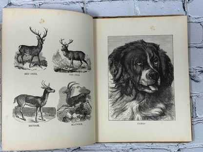 Baby Dear: A Picture book for Toddlers