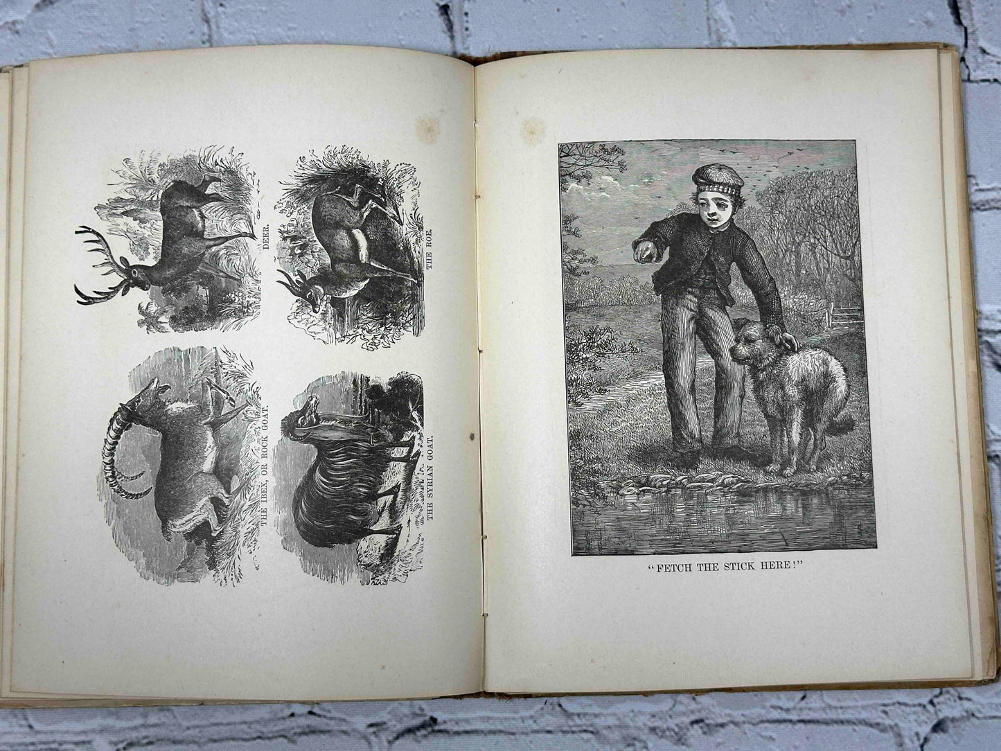 Baby Dear: A Picture book for Toddlers