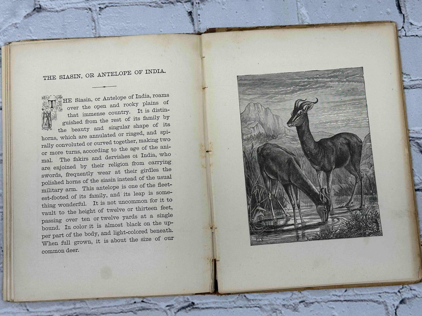 Baby Dear: A Picture book for Toddlers