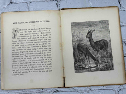 Baby Dear: A Picture book for Toddlers