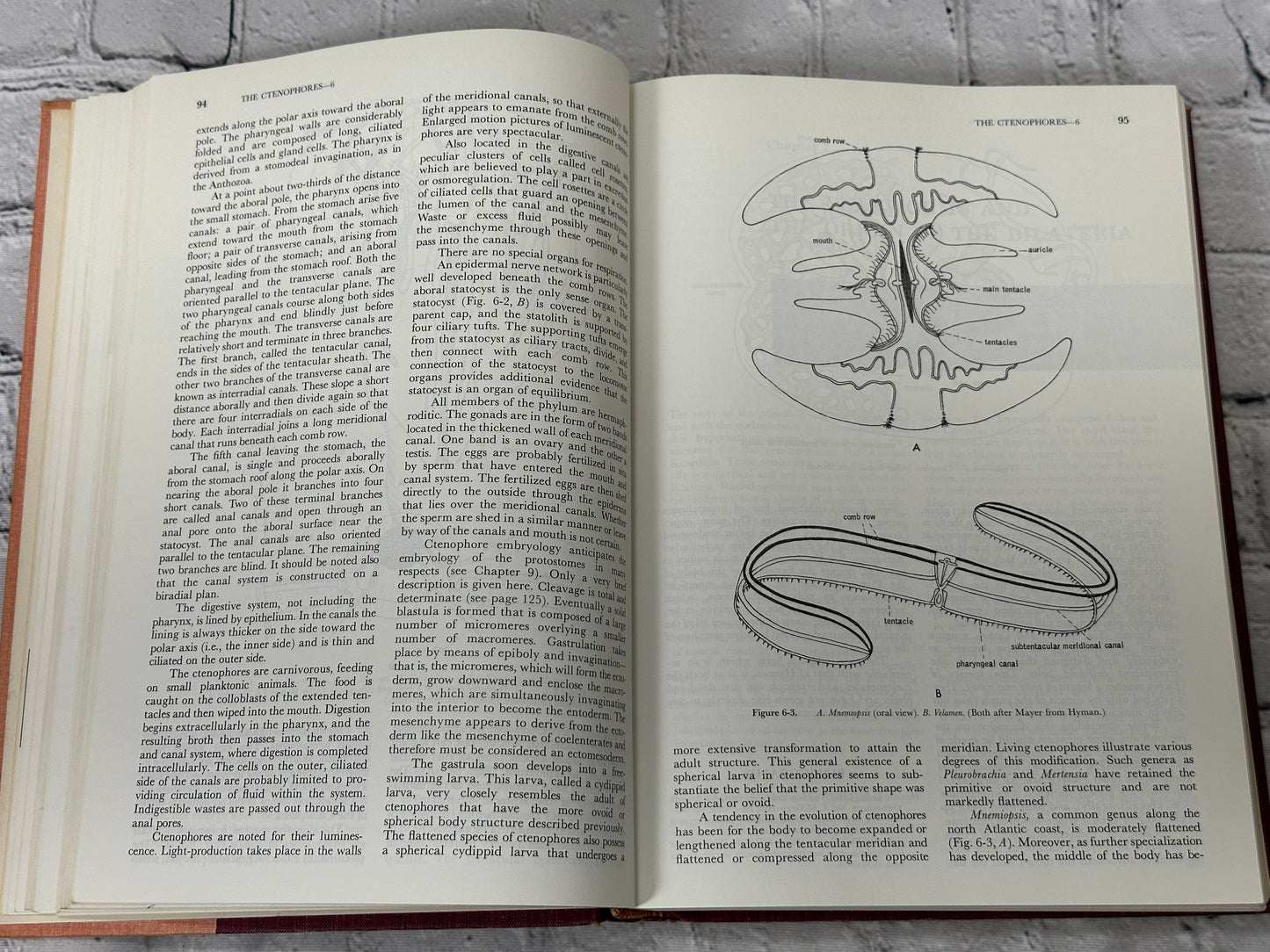 Invertebrate Zoology by Robert D. Barnes [1964 · Third Printing]