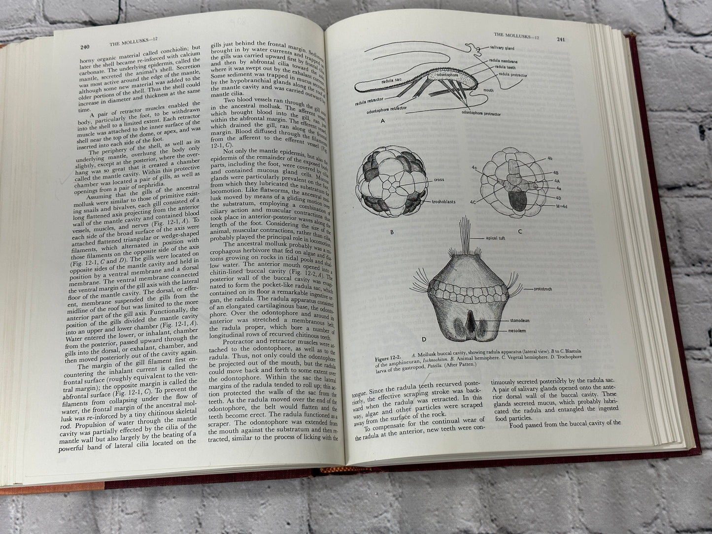 Invertebrate Zoology by Robert D. Barnes [1964 · Third Printing]