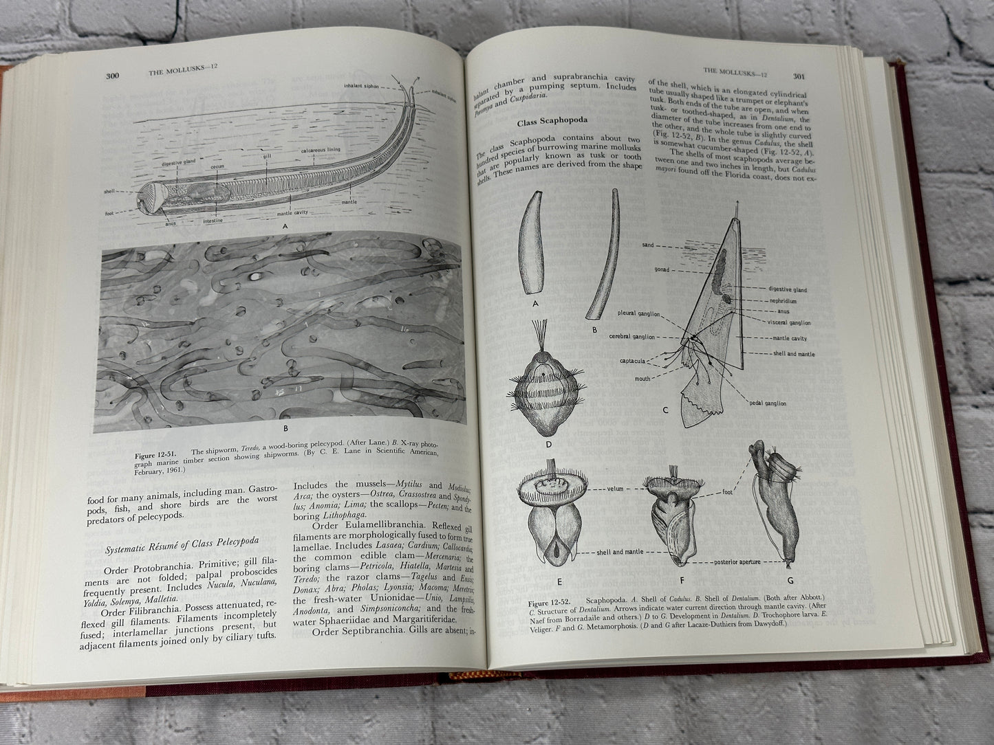 Invertebrate Zoology by Robert D. Barnes [1964 · Third Printing]