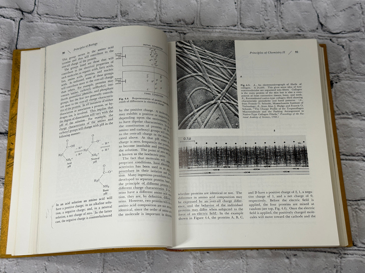 Principles Of Biology by W. Gordon Whaley et [1964 · Third Edition]