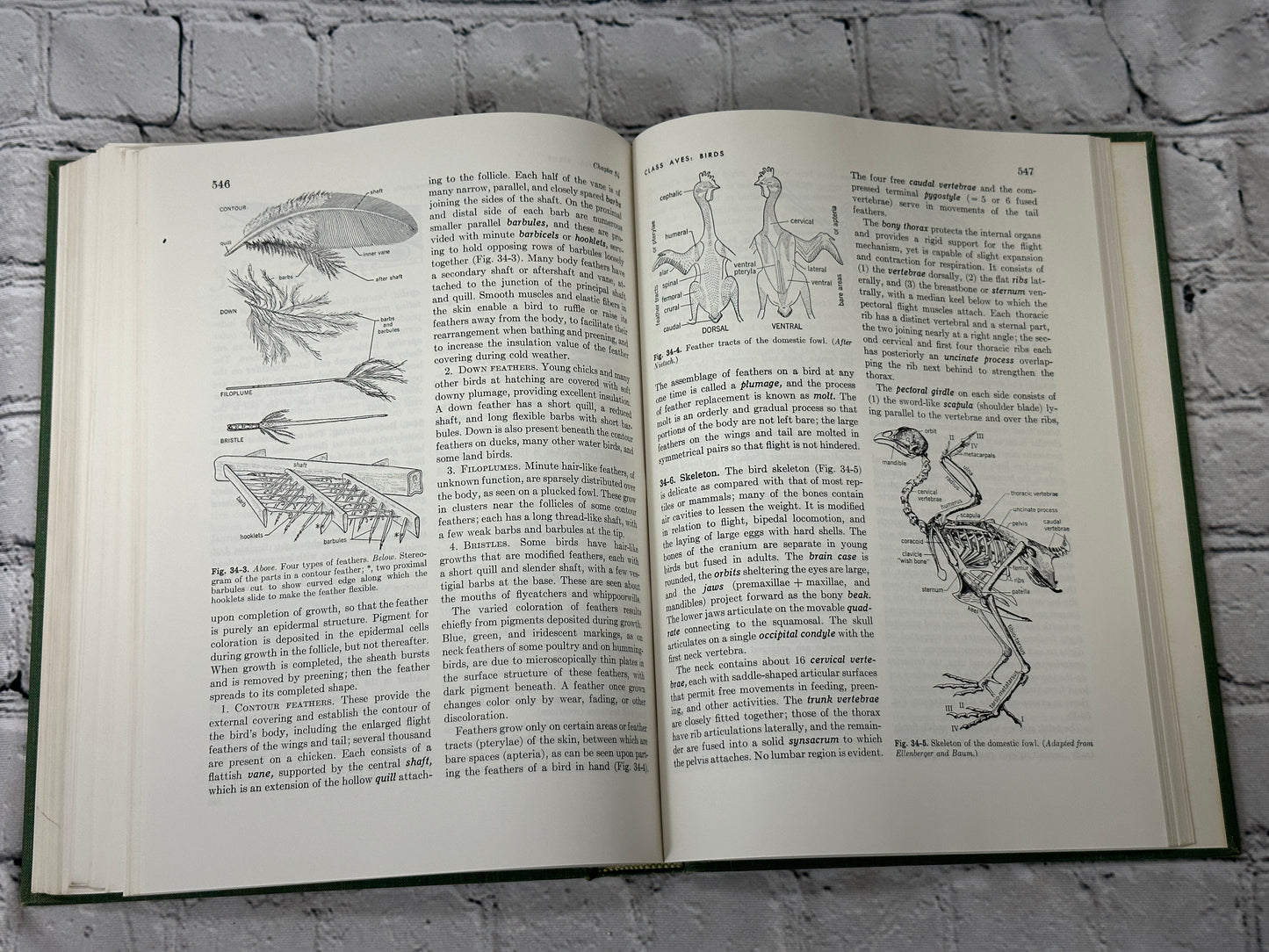 General Zoology by Storer and Usinger [1957 · Third Edition]