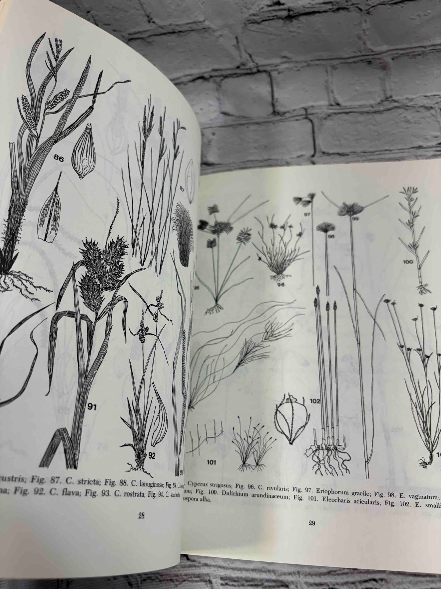 Field Guide to the Aquatic Plants of Lake George, New York (Bulletin #426)