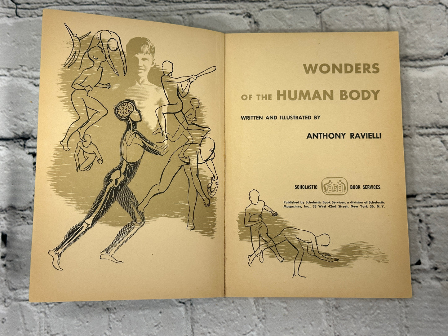 Wonders Of The Human Body by Anthony Ravielli [1961 · First Printing]