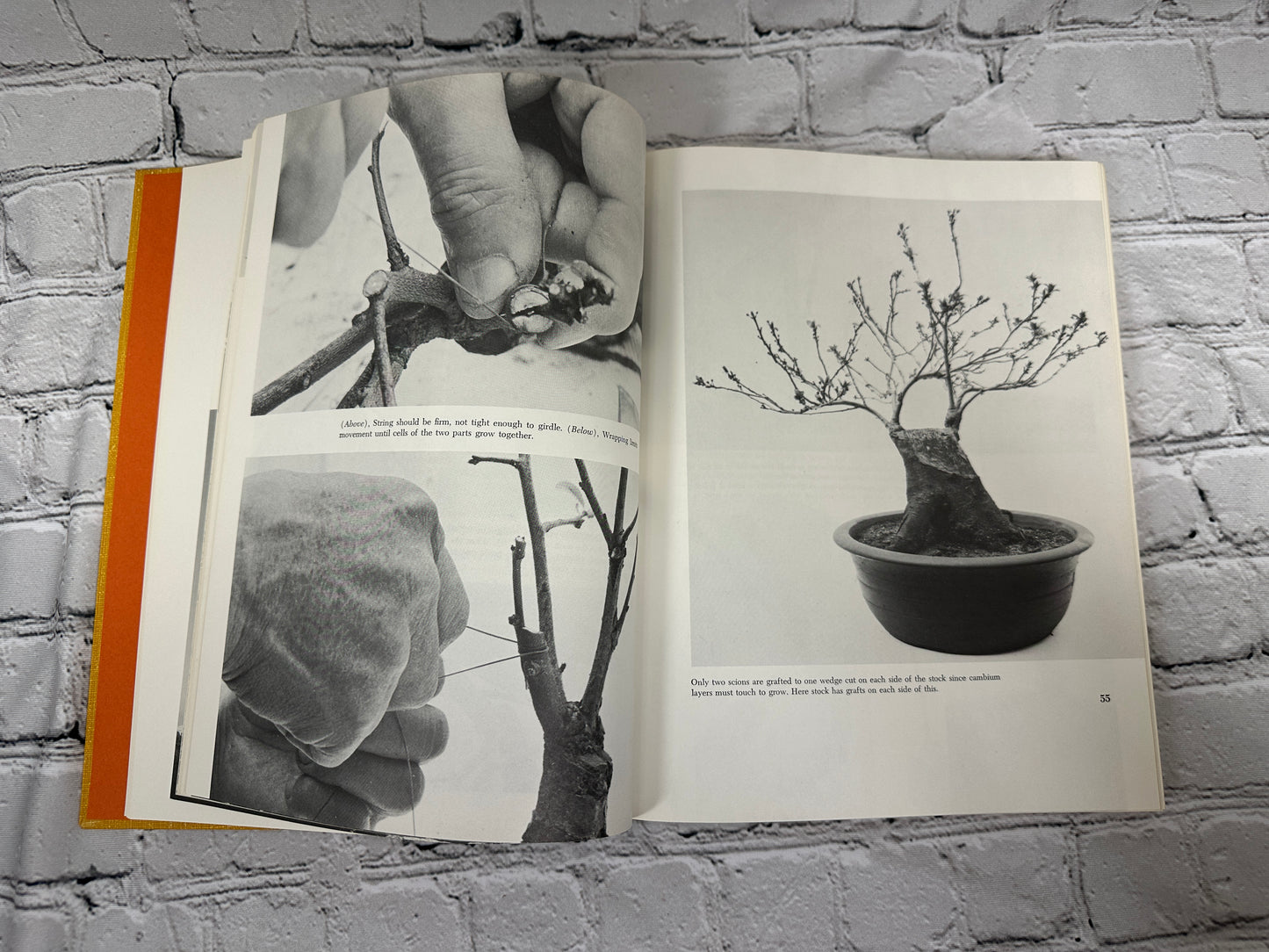 Bonsai, Saikei and Bonkei  by Robert Lee Behme [1969]