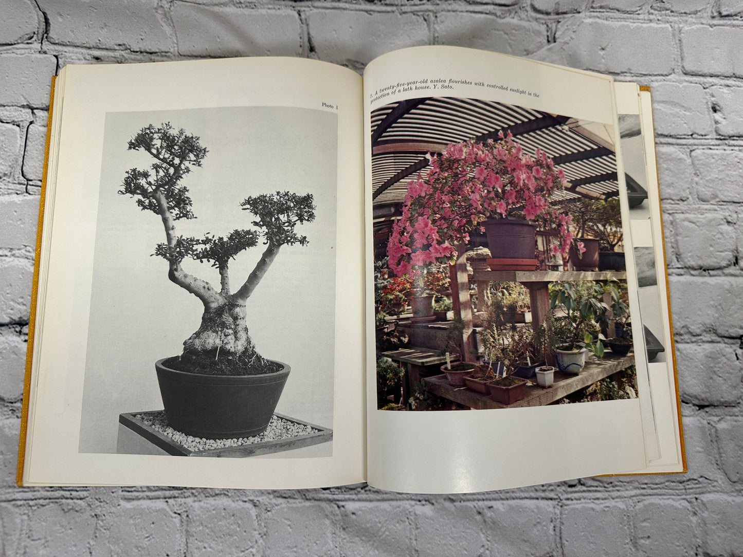 Bonsai, Saikei and Bonkei  by Robert Lee Behme [1969]