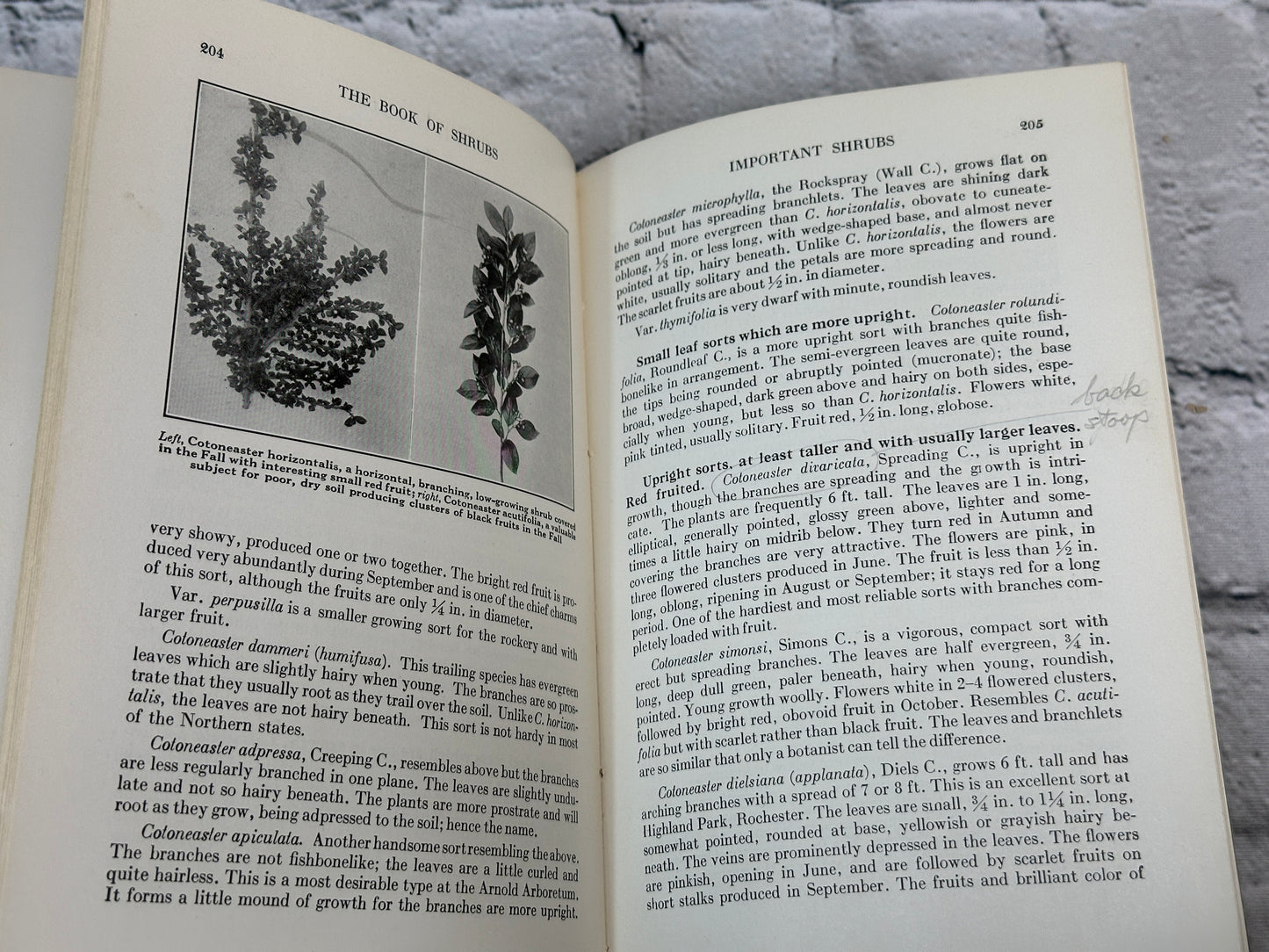 The Book Of Shrubs By Alfred C. Hottes [1950 · Fifth Edition]