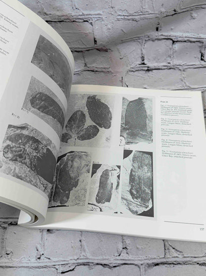 Upper Carboniferous fossil flora of Nova Scotia