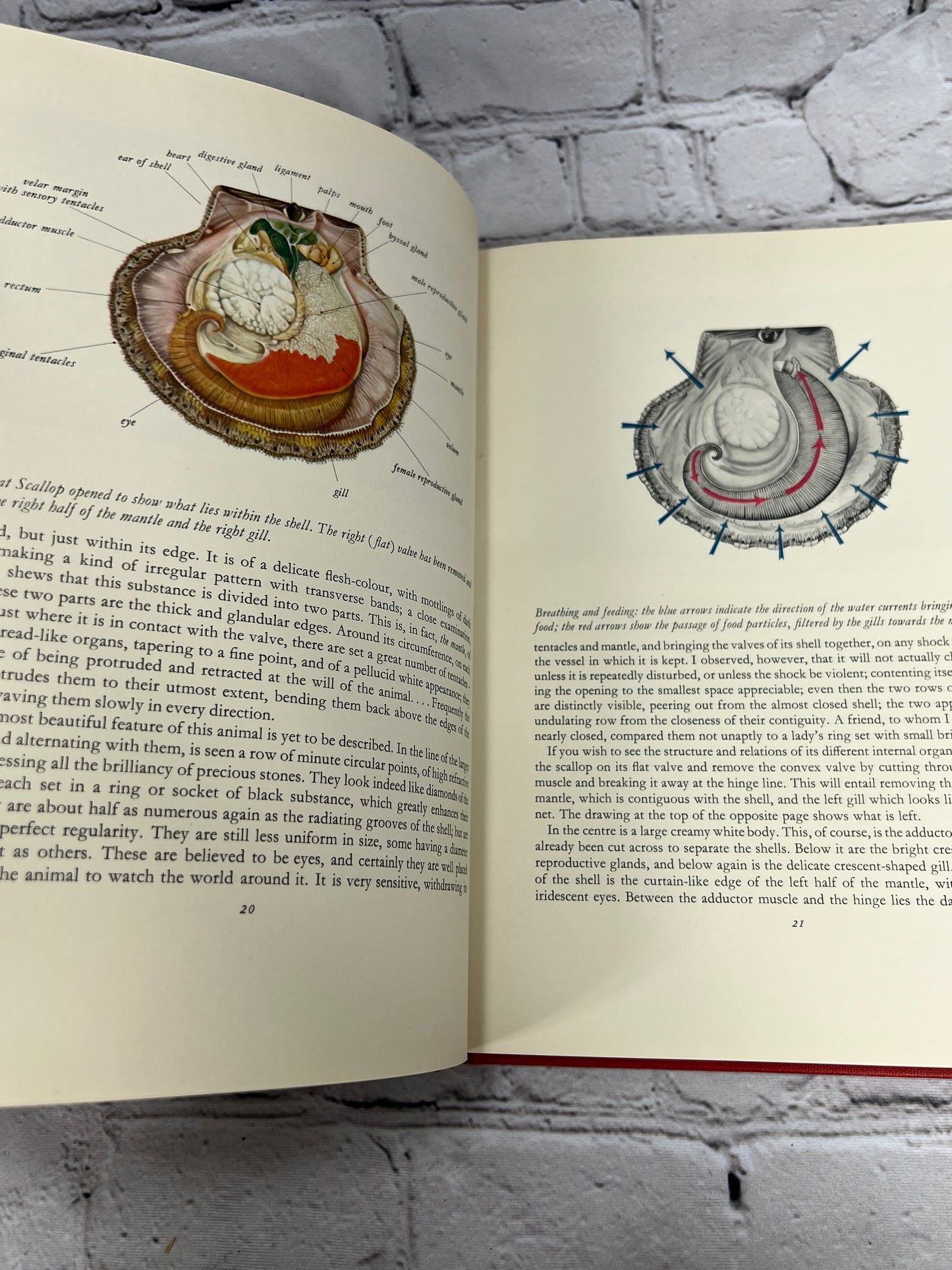 The Scallop: Studies of a Shell and its Influences on Humankind [1st Ed · 1957]