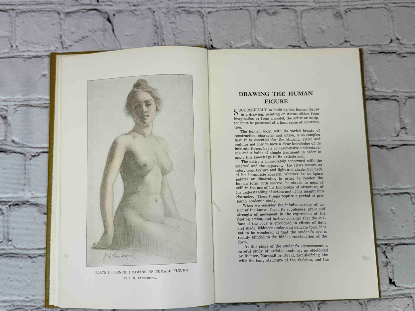 The human Figure