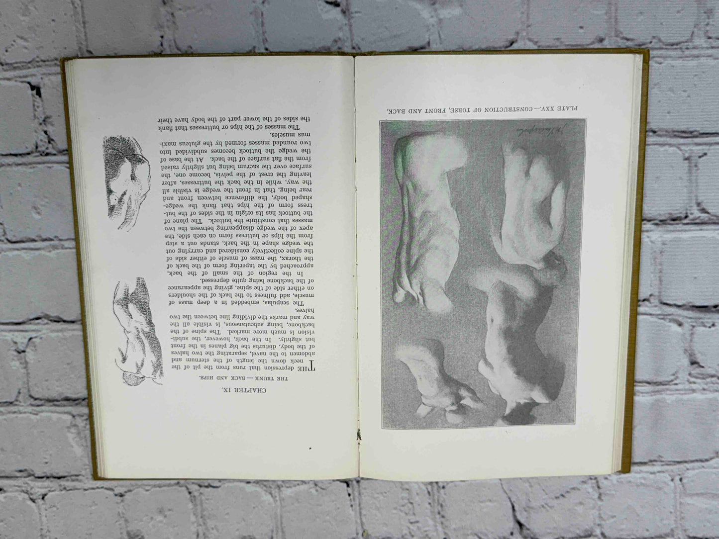 The human Figure