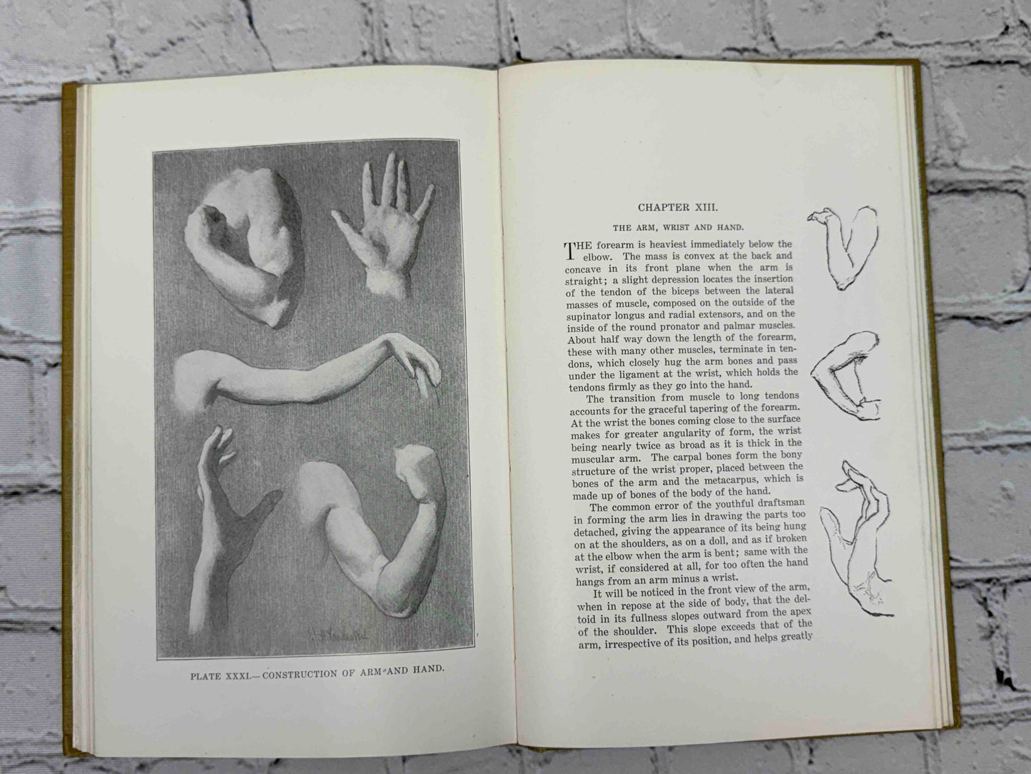 The human Figure