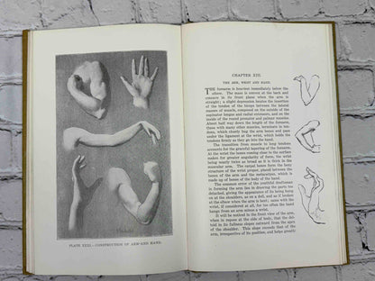 The human Figure