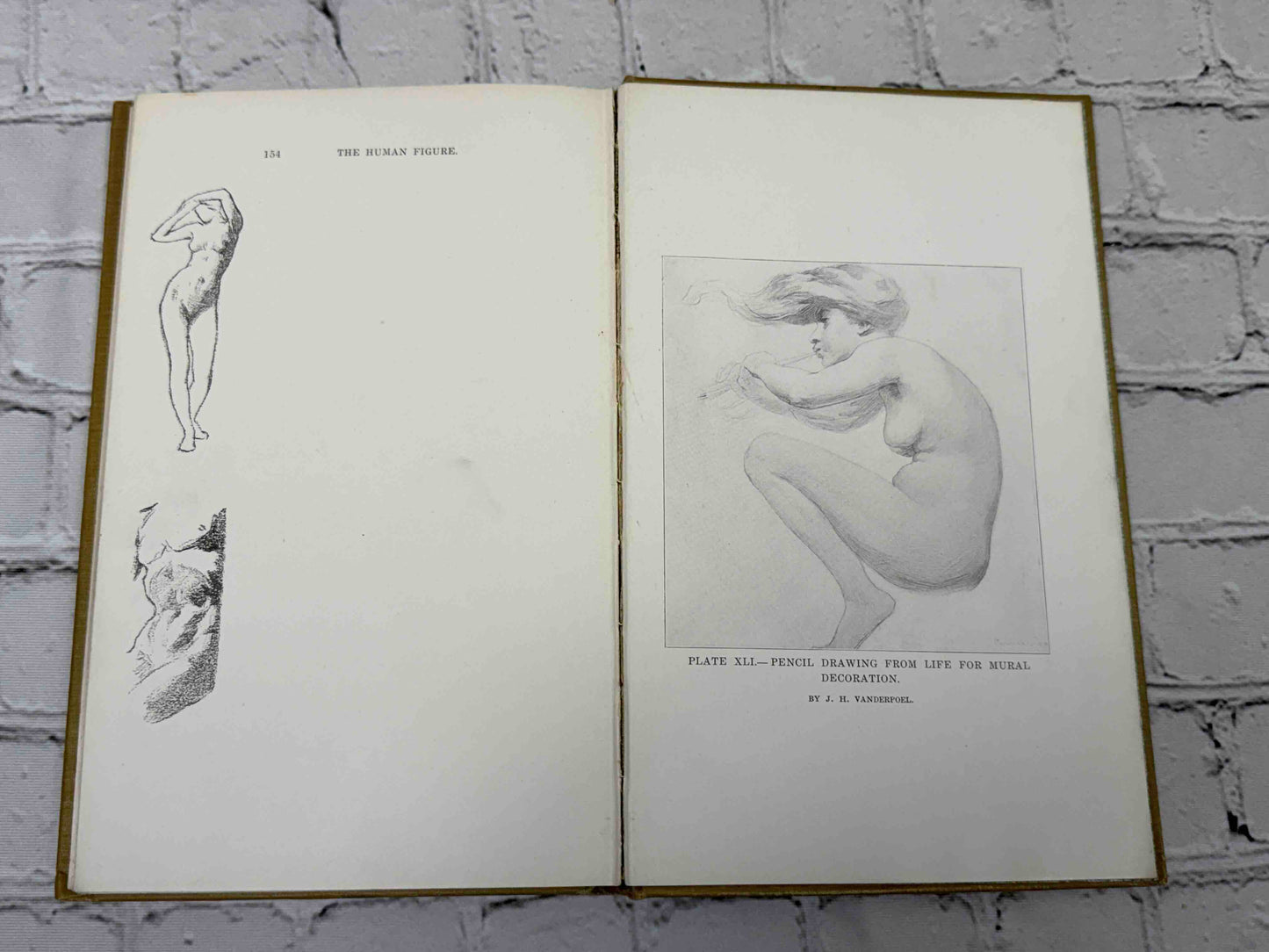The human Figure