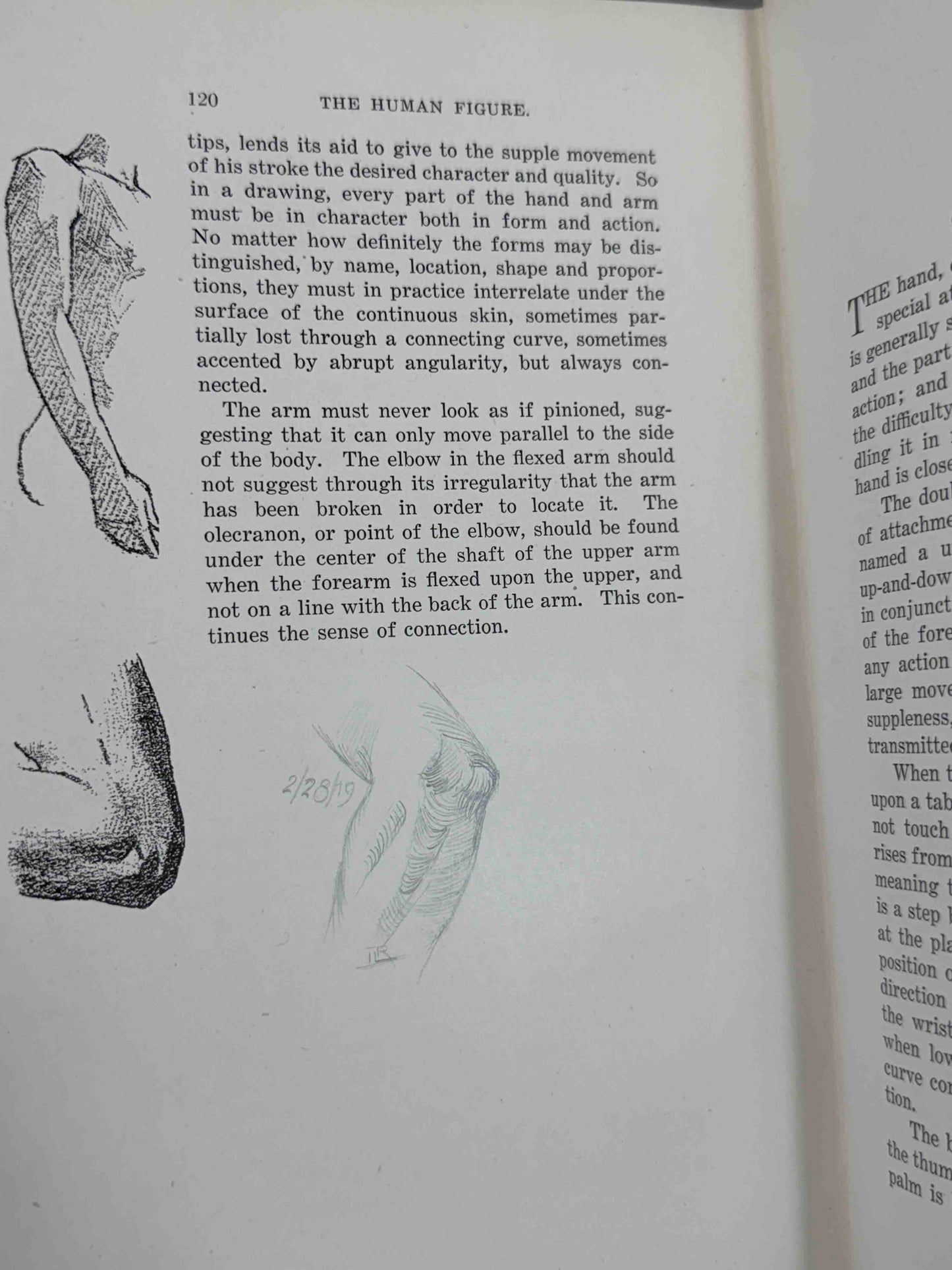 The human Figure