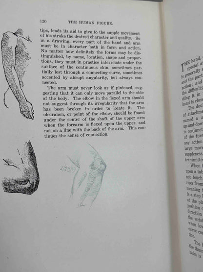 The human Figure