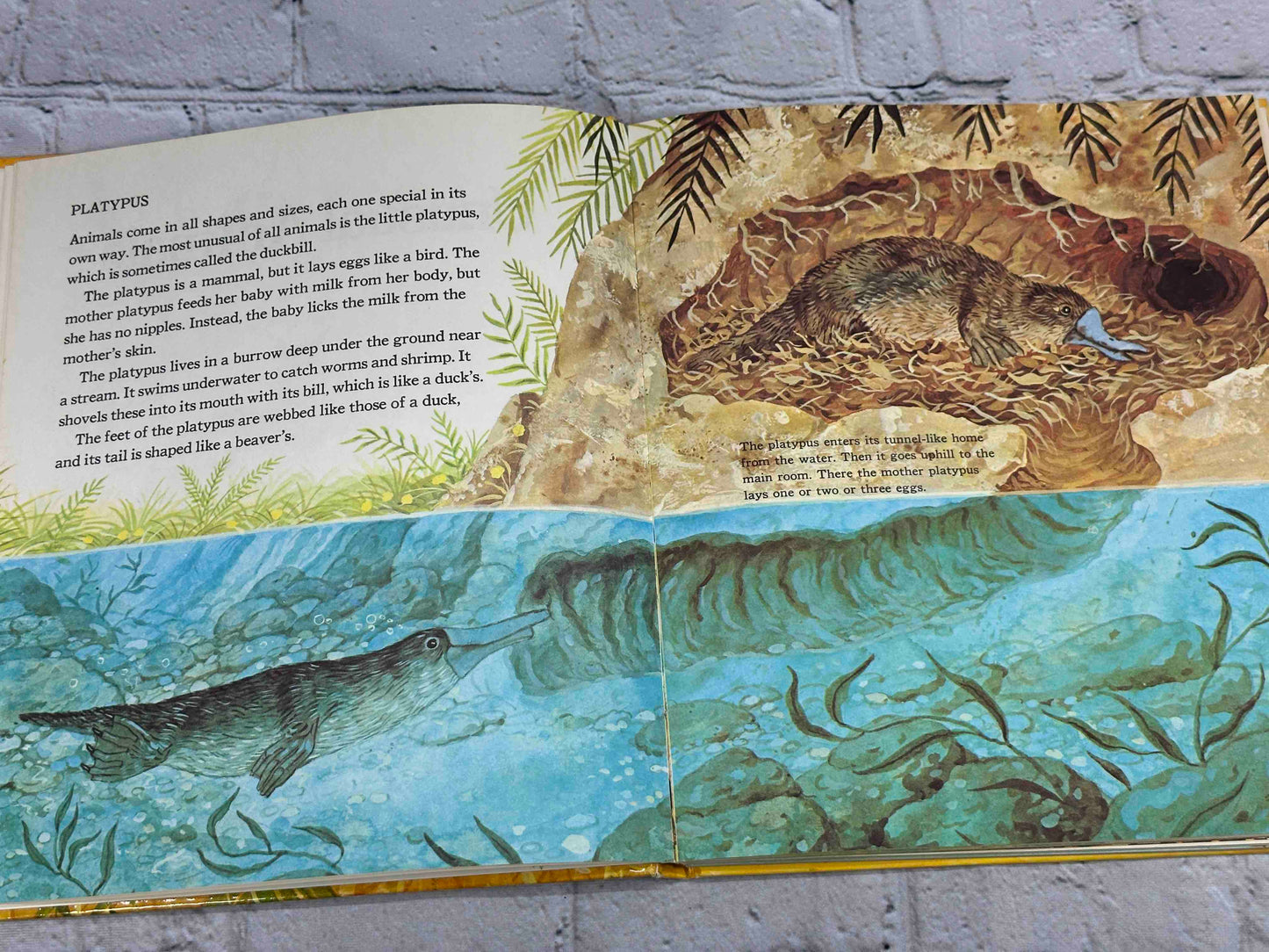 The Wonder Book of Animals