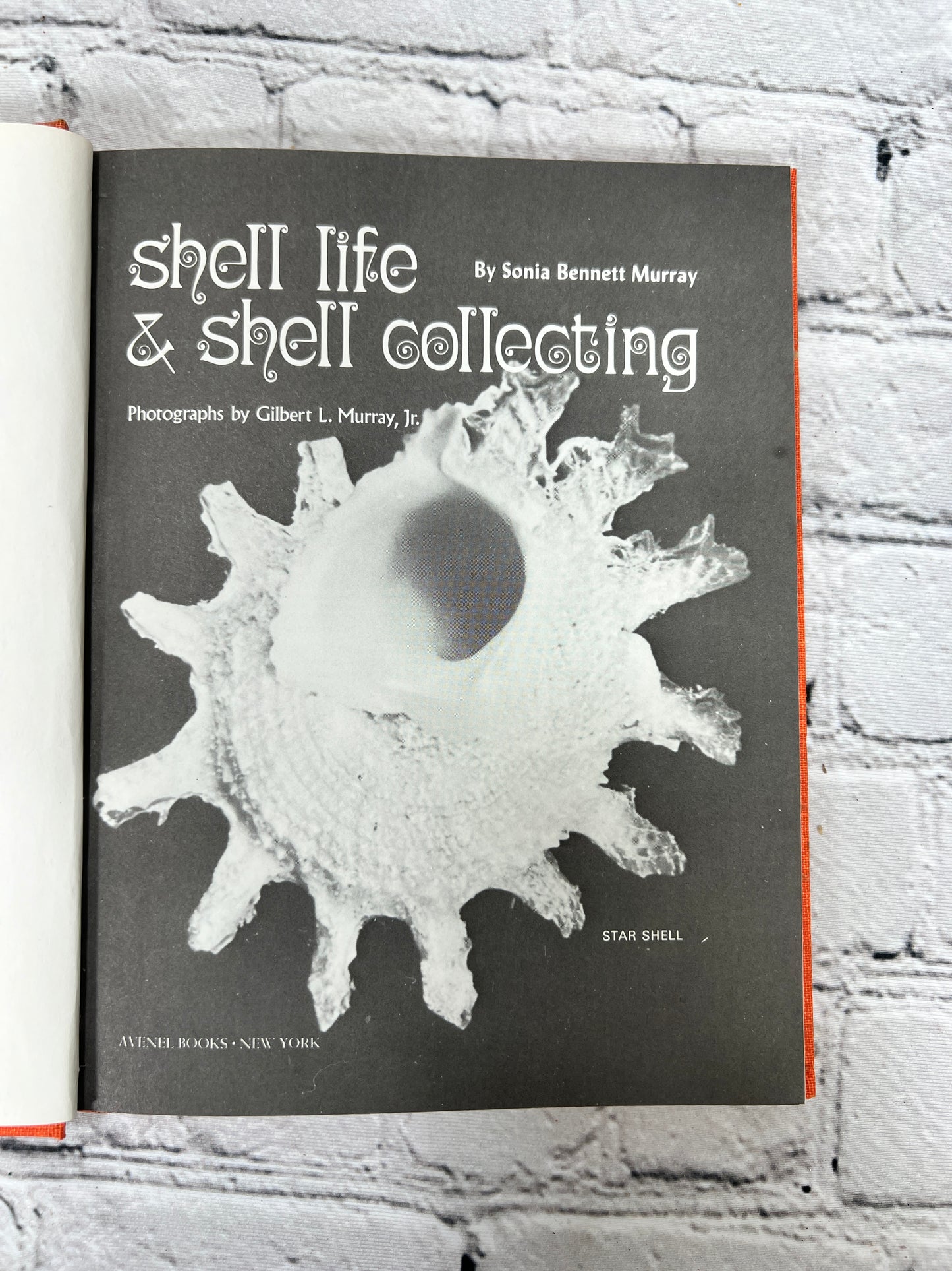 Shell Life and Shell Collecting By Sonia Bennett Murray