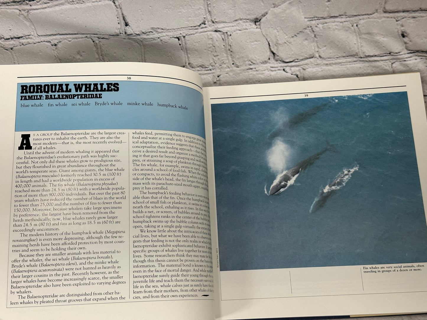 The World's Whales by Minasian, Balcomb, Foster [1984 · First Edition]