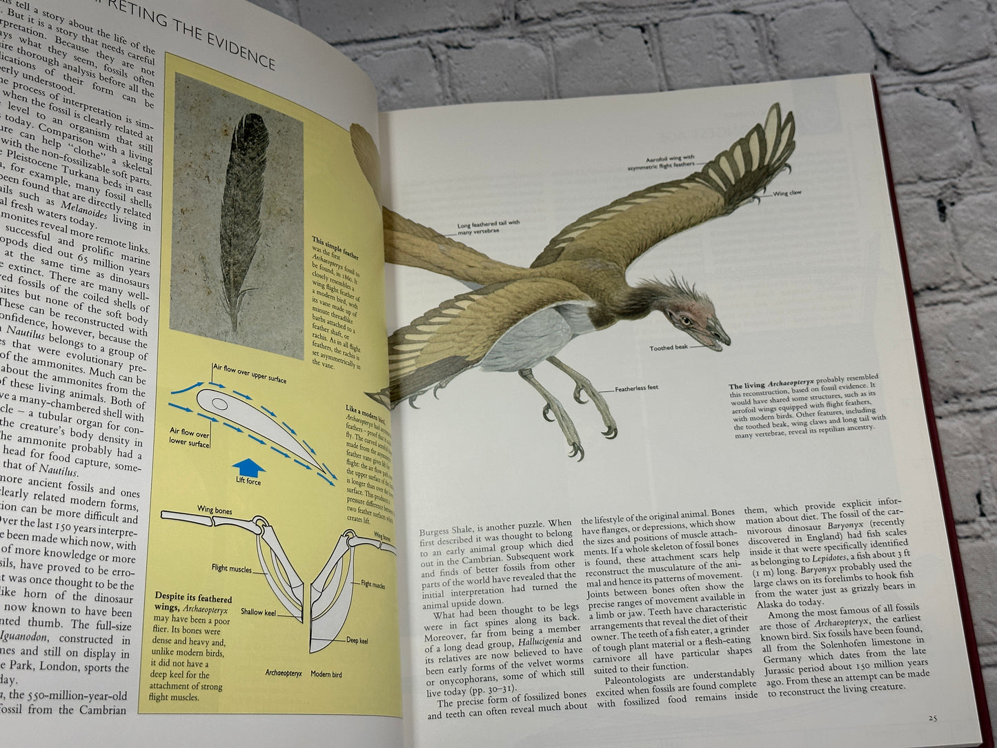 From So Simple a Beginning : The Book of Evolution by Philip Whitfield [1993]