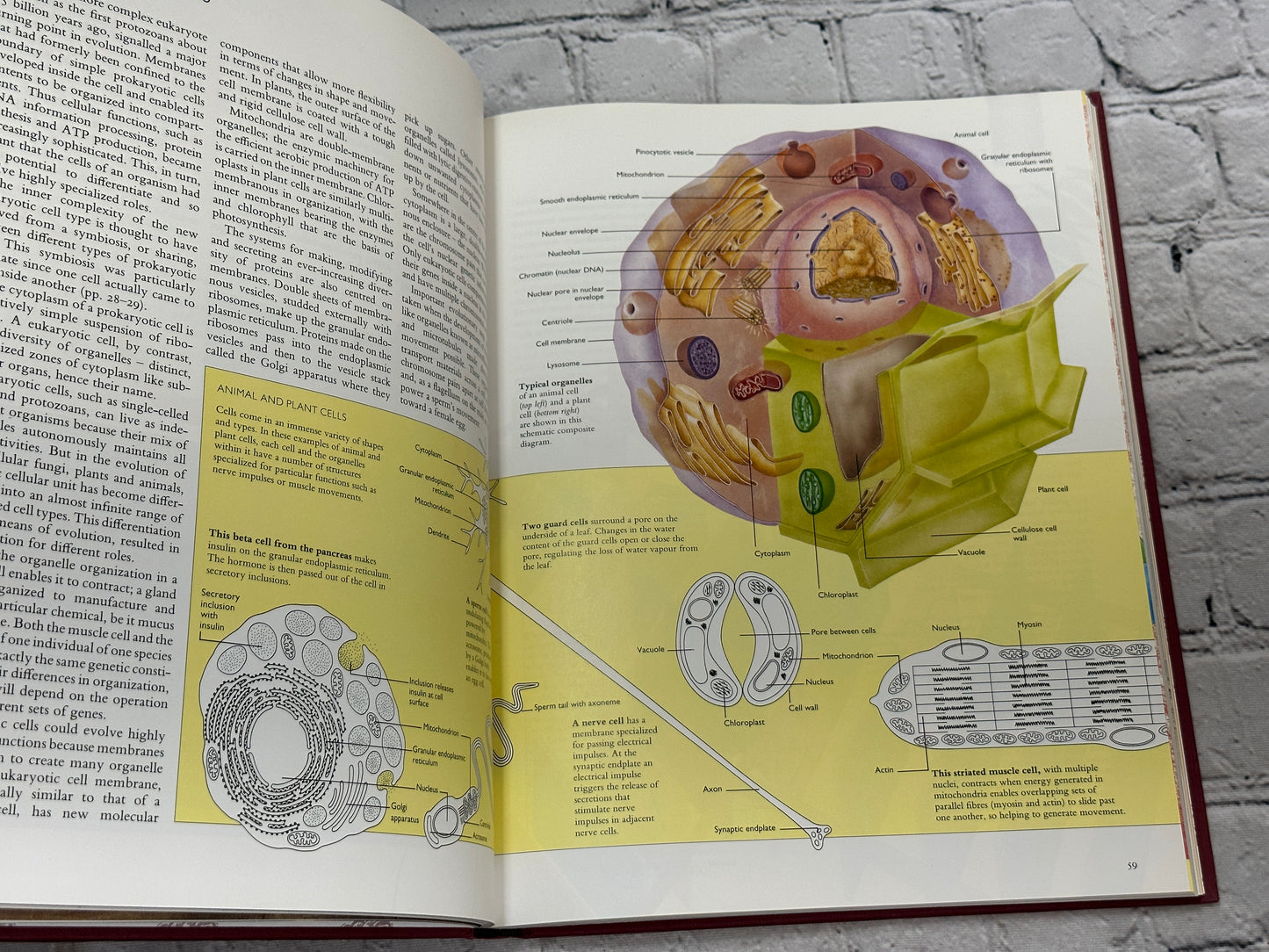 From So Simple a Beginning : The Book of Evolution by Philip Whitfield [1993]