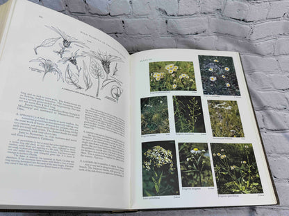 Wild Flowers of the United States