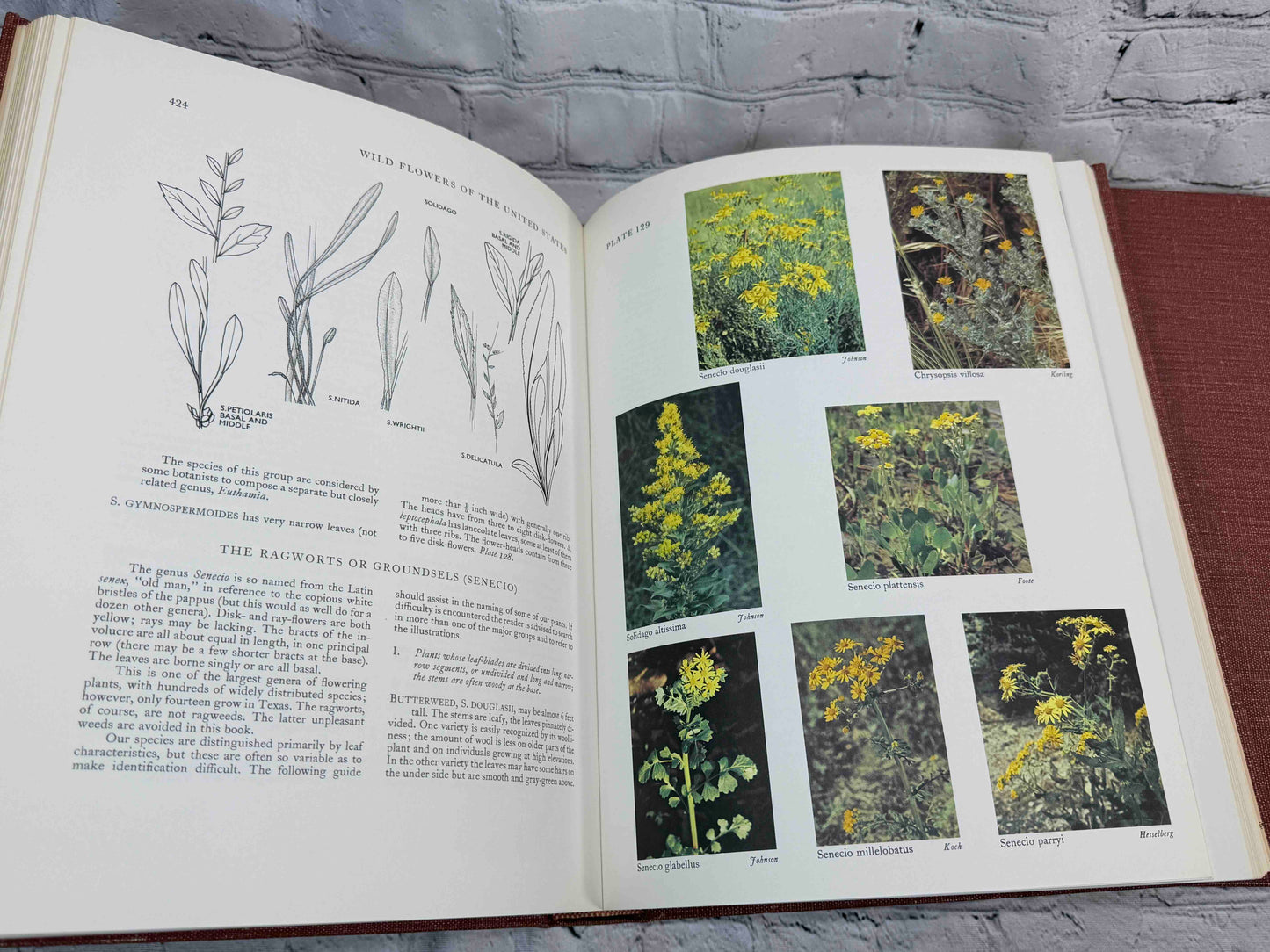 Wild Flowers of the United States