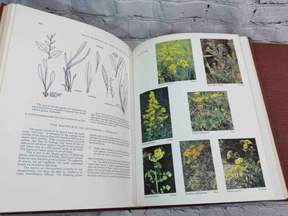 Wild Flowers of the United States
