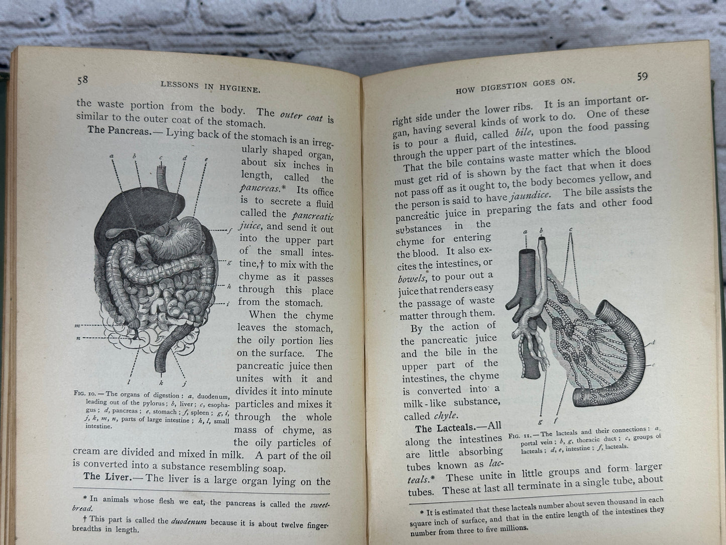 Lessons in Hygiene: The Human Body and How to Take Care of It by Johonnot [1889]
