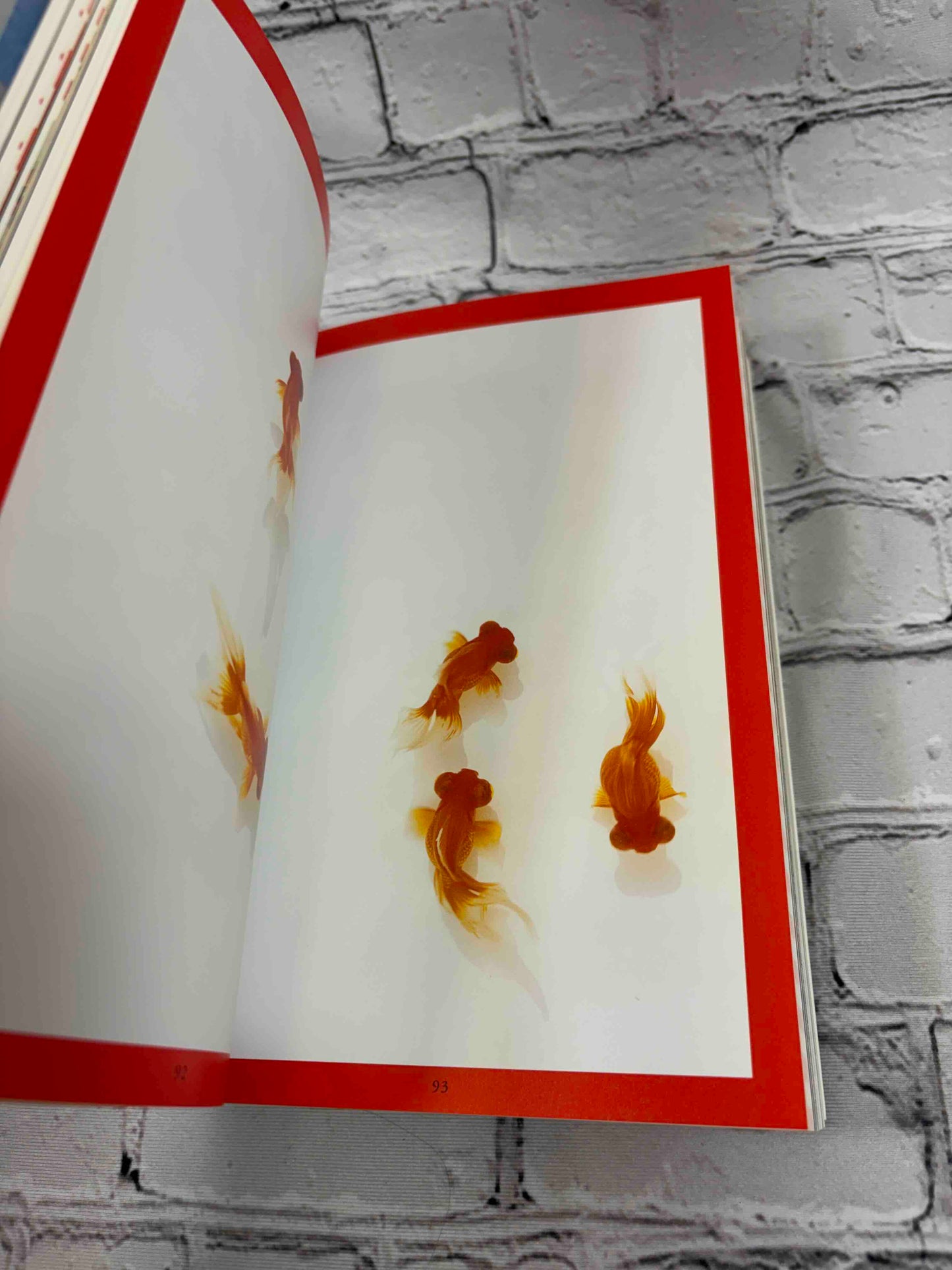 Kingyo: The Artistry of Japanese Goldfish