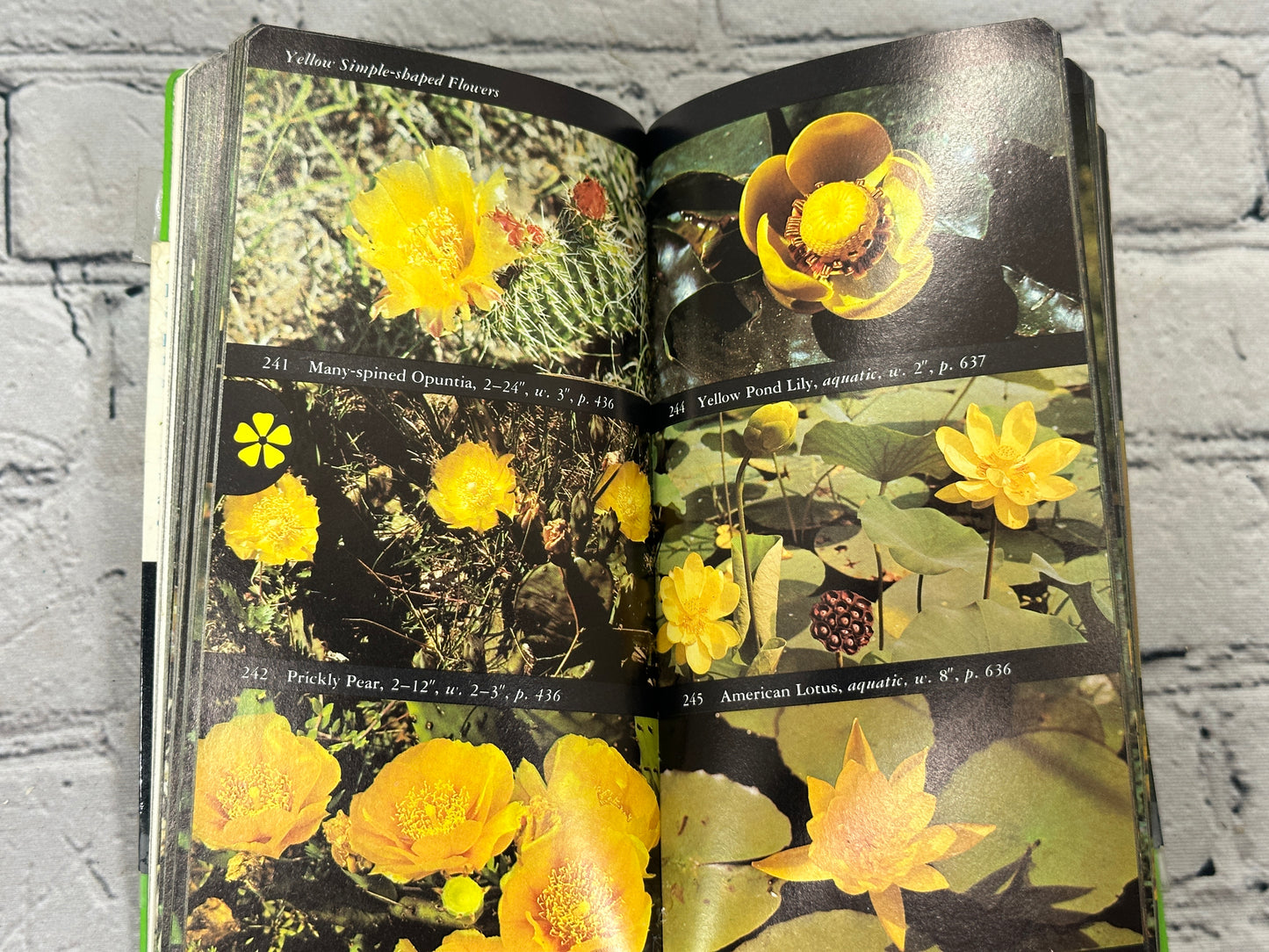 Audobon Society Field Guide to North American Wildflowers [1979]