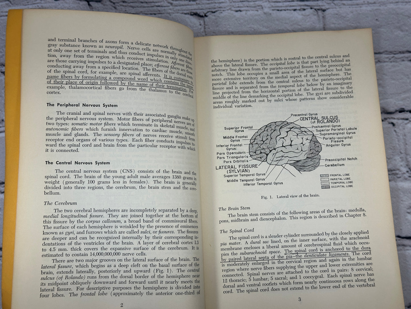 Manter's Essentials of Clinical Neuroanatomy & Neurophysiology Arthur Gatz [3rd Edition · 1967]