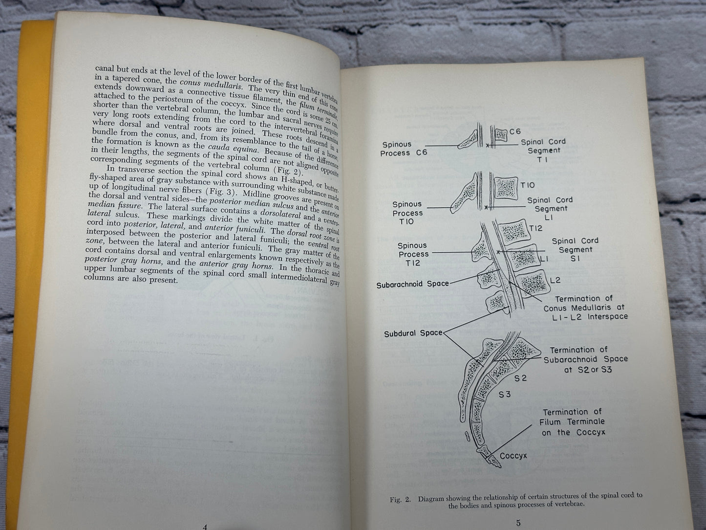 Manter's Essentials of Clinical Neuroanatomy & Neurophysiology Arthur Gatz [3rd Edition · 1967]